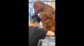 Dog persistently removes groomer's hair tie during grooming session in Murmansk, Russia