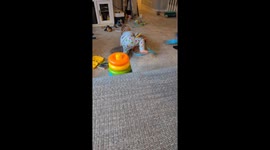 Toddler's surprise hug traps cat inside toy drum in Eden Prairie, Minnesota, USA