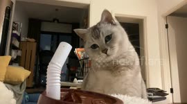 Cat knocks over tumbler in Sichuan, China