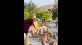 Monk feeds group of monkeys in Sagaing, Myanmar