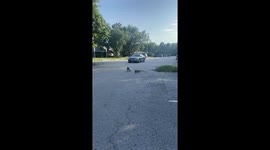 Raccoon attacks iguana in Miami, Florida, USA