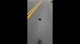 Rescue of harmless eastern ratsnake in Powhatan, Virginia