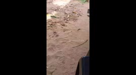 Dog gets aggressive after being teased in Asunción, Paraguay