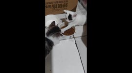 Kittens fight over food in Shaanxi, China