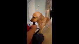 Dog tries to chew blow dryer in Millstone, New Jersey