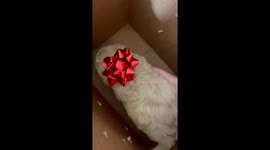 Mom's heartwarming surprise unleashes pure joy as daughter gets 1st puppy delight!