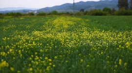 Turkey: St. John's wort blankets fields in southern Türkiye, heralding spring