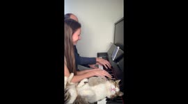Snoozing Piano Cat Drops Toy