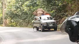 Curious elephant blocks road in Thailand