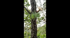 Hiker baffled by mushroom growing out of a tree trunk