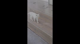 Caring mother cat brings cookie treat for kittens