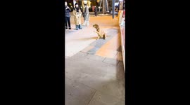 Golden Retriever refuses to leave from outside ice cream shop