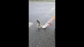 Love-struck pigeon attempts to court cyclist's SHOE with hilarious mating dance