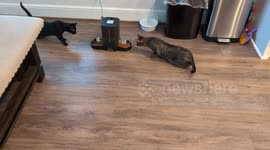 This automatic feeder terrified my cats... you won't believe what happened next!