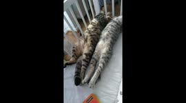 Two Cats Stretch Out Belly-Up
