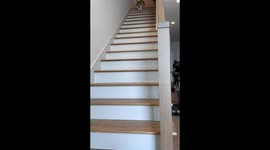 St. Patrick's Day Corgi Hops Down Stairs