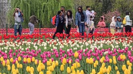 Asia’s Largest Tulip Garden Breaks Records Amid Blooming Success in 2025, crosses half million visitors in 15 days
