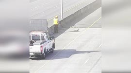 US: Incident Response Team Rescues Duck Family from Busy Road
