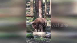 Grizzly bear plays on disc toy at wildlife park in Washington