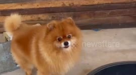Chihuahua cools off in tub fill of ice on hot day in Thailand