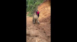 Baby elephant takes umbrage with tourist and chases him away