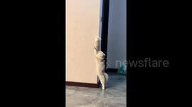 Kitten climbs wall in daring move, while sister watches nervously and tries to stop it