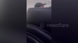 Ryanair staff strap