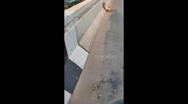 Monkey chills like a sunbathing human on busy road in Thailand