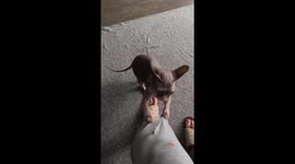 Cat playfully tears owner's pants in Kyiv