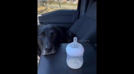 Dog gives funny look as owner pats baby in car
