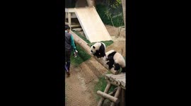 Adorable twin pandas have a dispute with each other at lunchtime