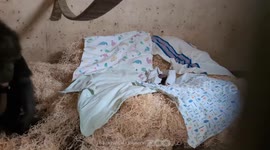Heartwarming moment mother chimp meets newborn just 14 hours after C-section