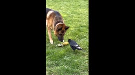 Beak vs. Bite: Unlikely tug-of-war between a German shepherd and a crow