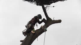 Tree surgeon works at height felling a dangerous Scots Pine. Pine Lodge hotel, Newquay Cornwall UK
