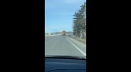 Huge log falls off truck and rolls along highway in Belarus