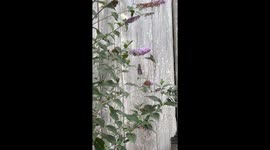 A hummingbird drinks Lilac nectar in my backyard in Northern California.