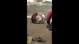 Pet dogs form unlikely bond with a monkey