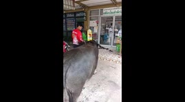 Farming family walk their sick buffalo to the vets for a check-up