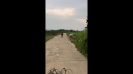 Hilarious moment horse takes wrong direction and turns around in bemusement