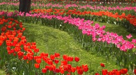 Iran: Iran’s Tulip Festival turns Chamran Park into a sea of spring color