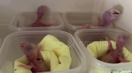 US: Saving Scarlet Macaw Chicks for a Wild Future