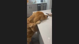 Golden Retriever Slowly And Dramatically Plays Bang
