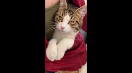 Cat Relaxes In Coat While Owner Plays Piano