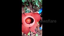 RAFFLESIA ARNOLDI BLOOM IN THE WEST SUMATERA FOREST