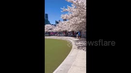 US: New York City Painted Pink by Spring Blossoms 2