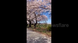 US: New York City Painted Pink by Spring Blossoms