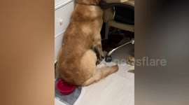 Golden Retriever is terrified of a cuddly toy