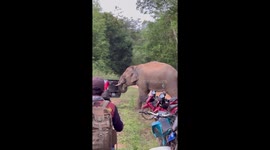 Unruly elephant attacks a pickup truck in Thailand