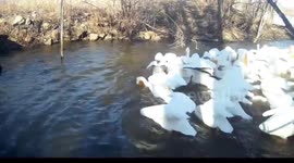 American White Pelicans seen hunting fish together in Iowa