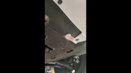 Mechanics rescue kittens stuck underneath car